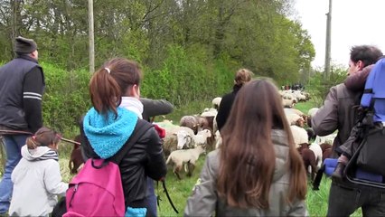 Transhumance : ce n'est pas le silence des agneaux !