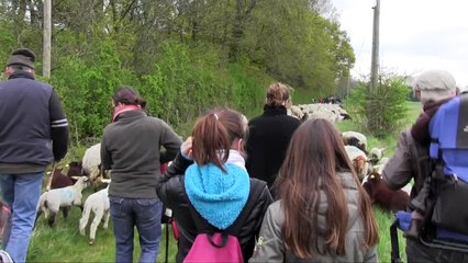 Transhumance : ce n'est pas le silence des agneaux !