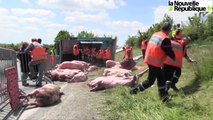 Des dizaines de cochons tués dans un accident près de Niort