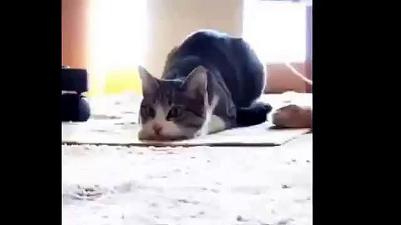 Funny kitten dancing R&B