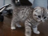【清貴ペット】　子猫　Charon　スコティッシュフォールド
