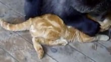 Brave cat vs bear - very funny !