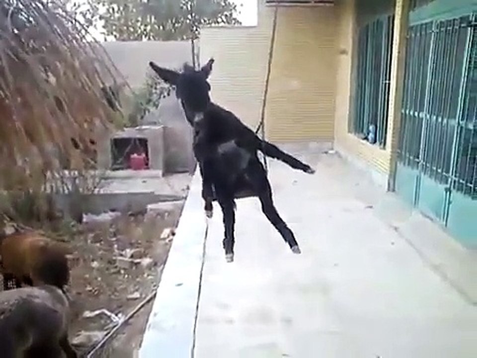 Ишак и качели !!! Романтика !