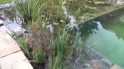 Natur- und Zierteiche