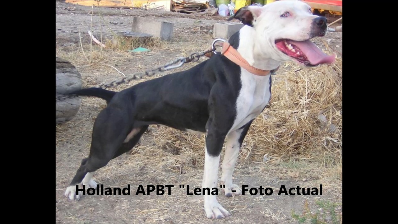 Holland APBT "Lena" (2008) - 3 meses - Pit Bull