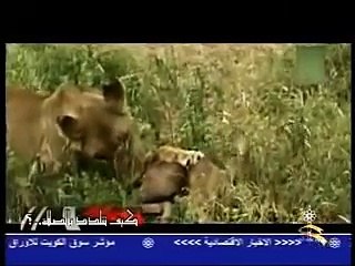 فعلت ما لم يتخيله بشر ولا يستوعبه