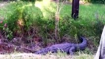 Trop sûr de lui, il manque de se faire croquer par un alligator !