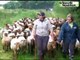 VIDÉO. Marolles - Averdon : brebis et agneaux s'occupent de la réserve naturelle