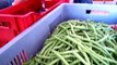 VIDEO Châtellerault: des paniers de légumes du producteur au consommateur