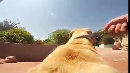 Собака бежит к морю (вид от первого лица)