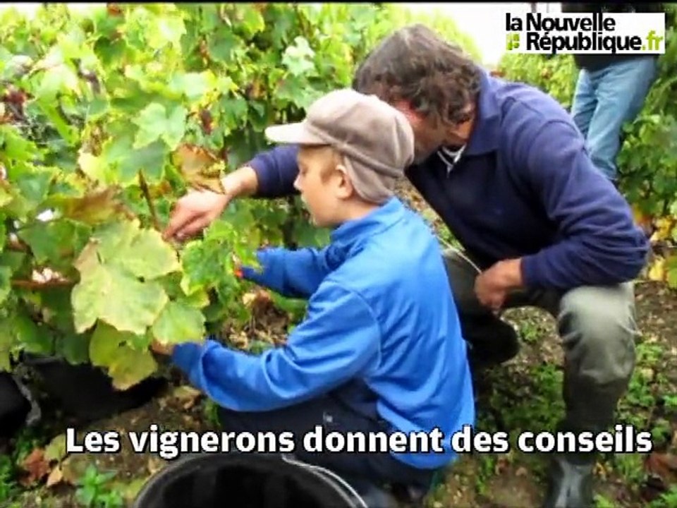 VIDEO. Premières vendanges au clos des Châtelliers à Amboise