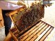 VIDEO. La maison des abeilles milite contre les pesticides.