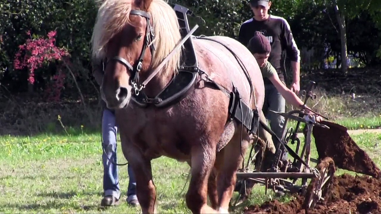 VIDEO. Lycée Kyoto de Poitiers : un cheval laboure une parcelle à proximité de l'établissement