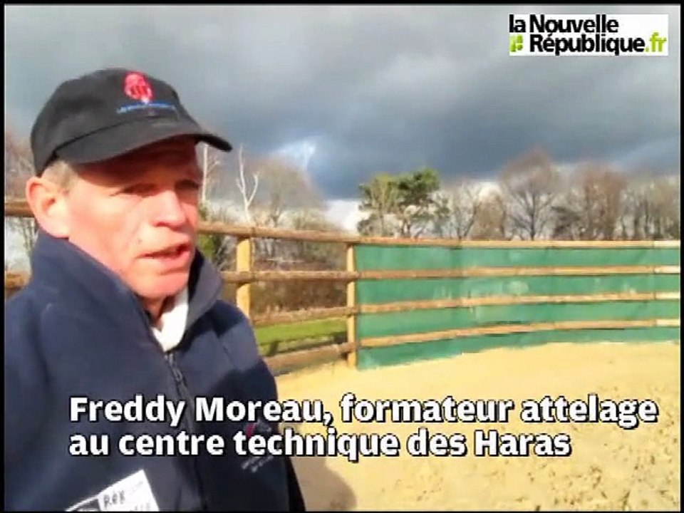 VIDEO. Amboise : formation à l'attelage aux  Haras nationaux