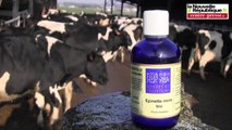 VIDEO. Vellèches: un éleveur soigne ses vaches avec des huiles essentielles