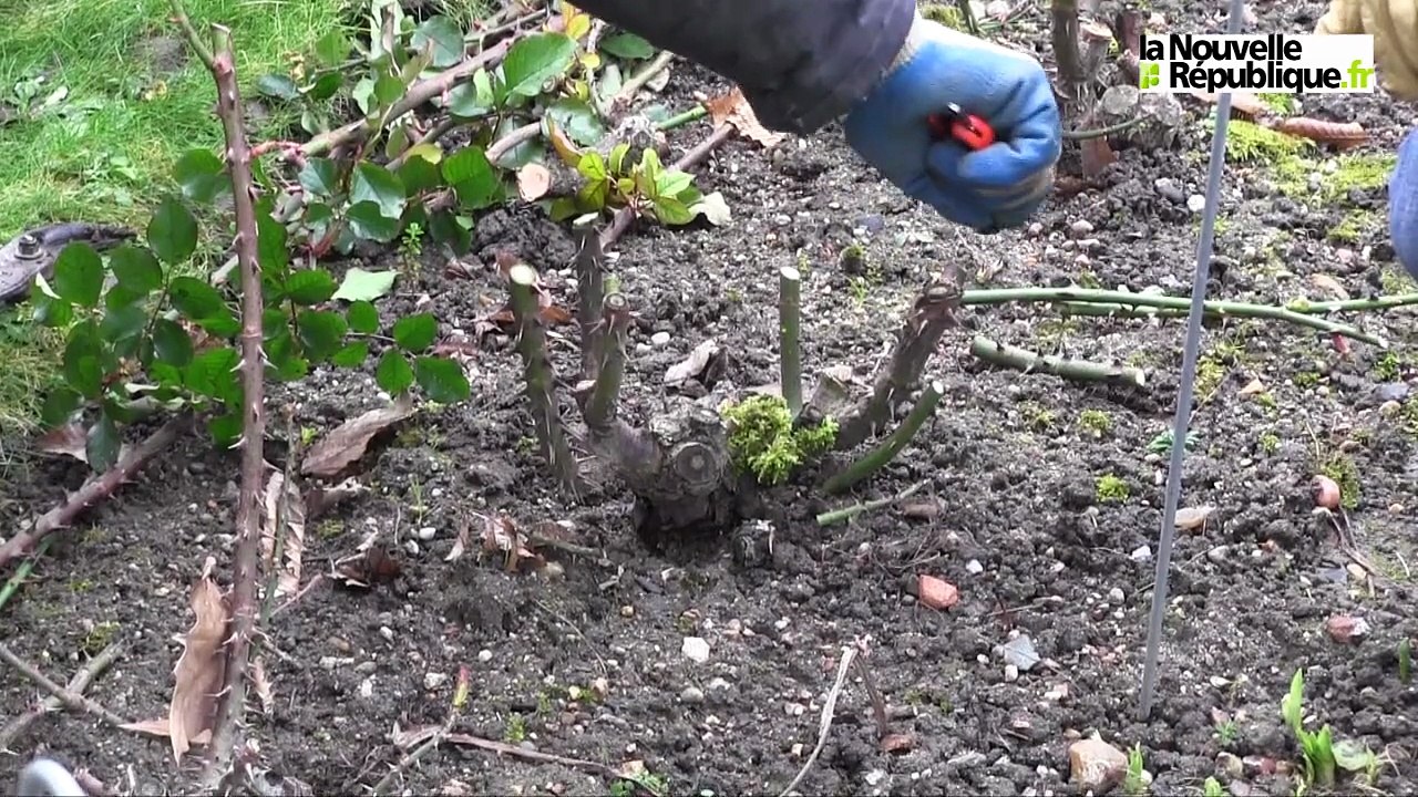 VIDEO. Taille des rosiers : les conseils du jardinier de Saint-Cosme