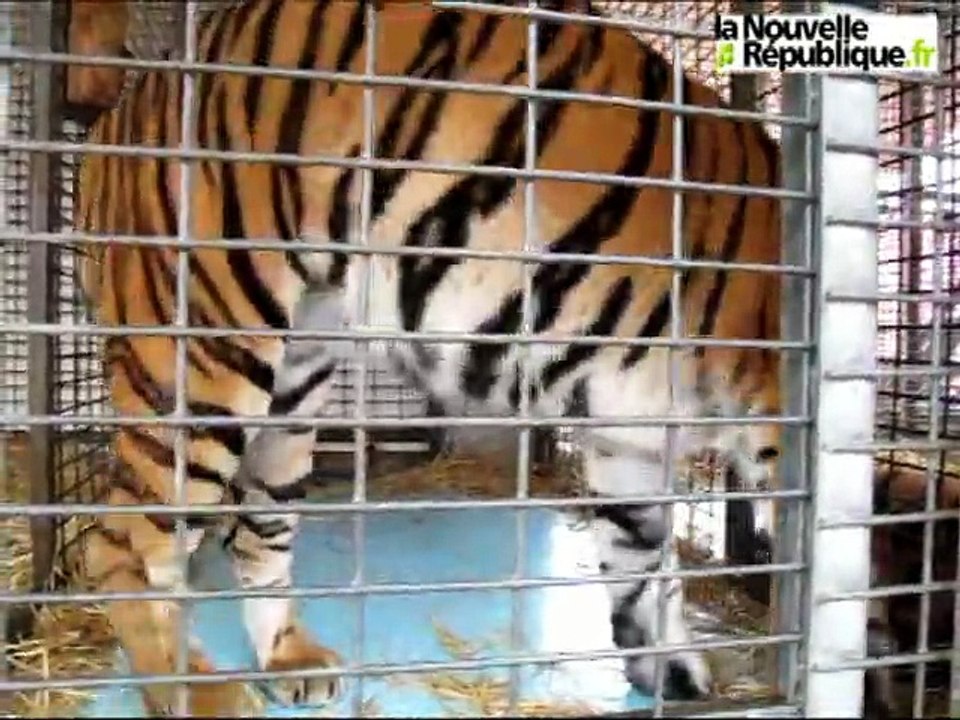 VIDEO. La dresseuse de tigres du cirque Medrano à Blois