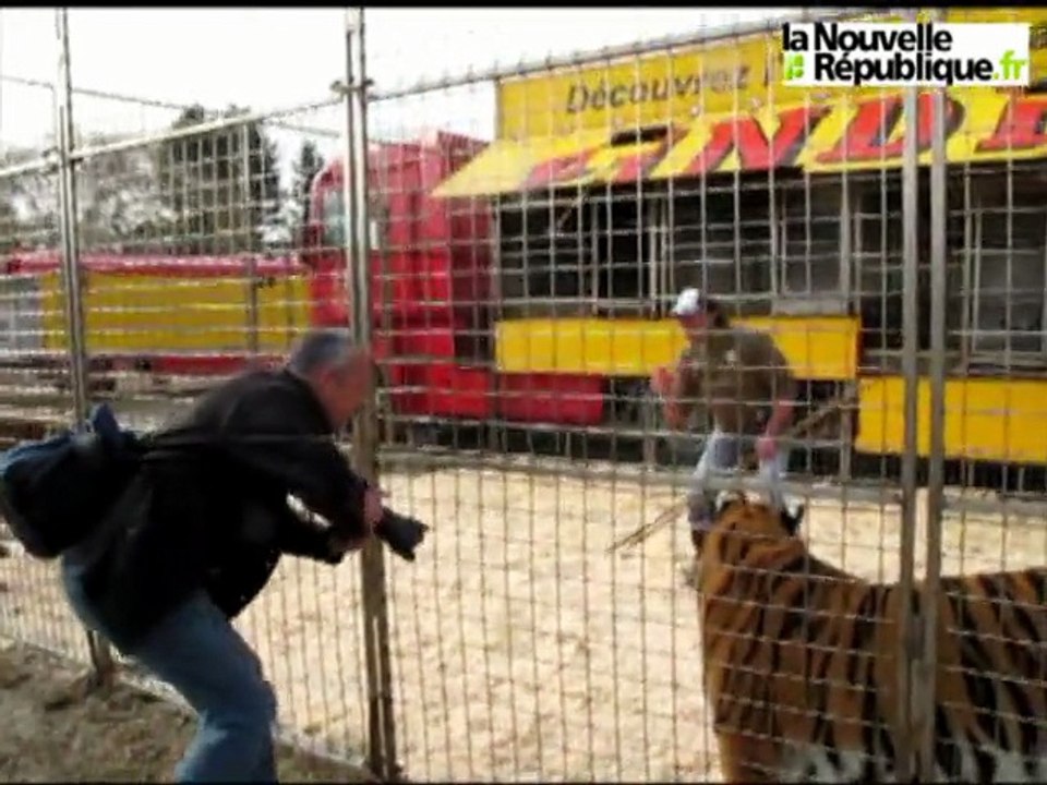VIDEO : Dans la cage aux lions du cirque Pinder