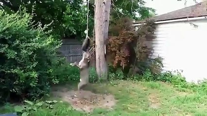 Pitbull Training | Amazing Pitbull Fighting Rope