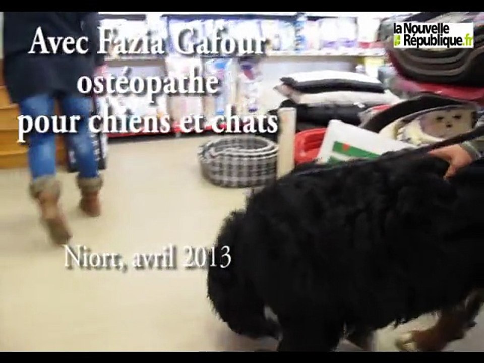 VIDEO. Avec Fazia Gafour, ostéopathe canin (et félin)