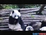 Panda Sneezing Fit | Funny Videos