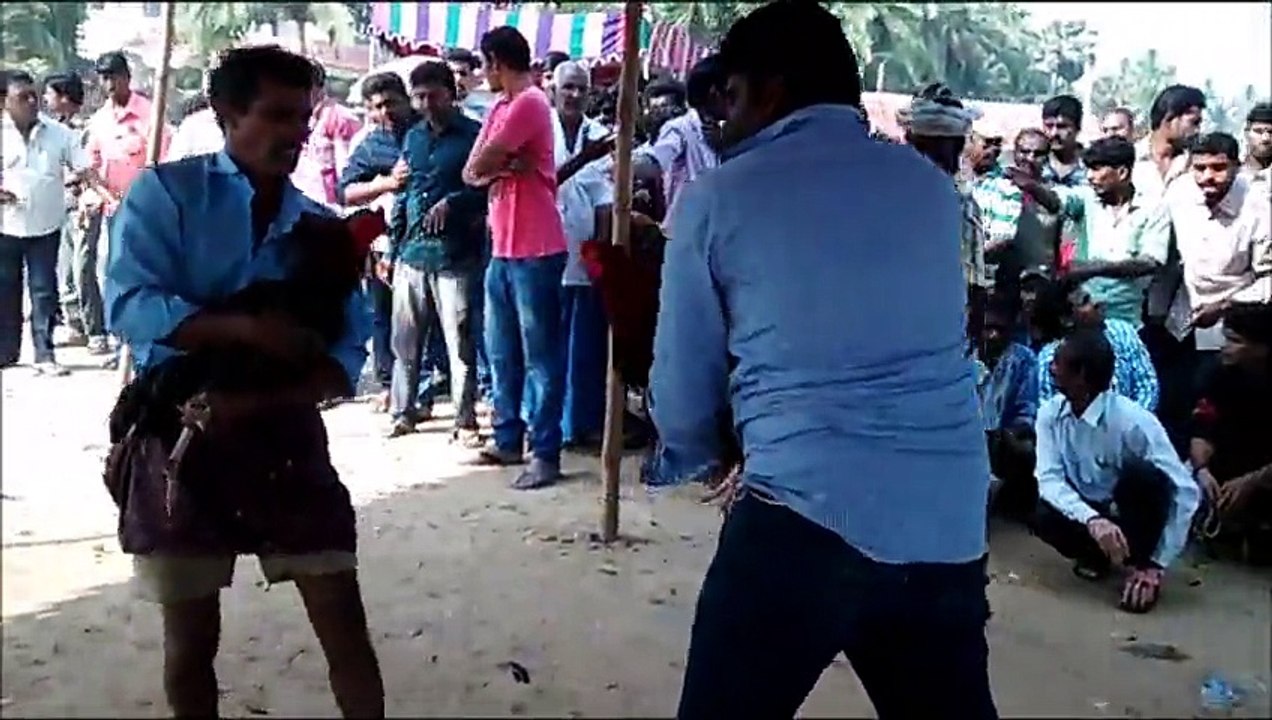 kodi pandalu
