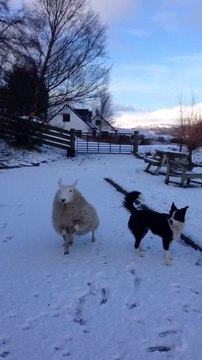 This lamb thinks it's a dog... Hilarious!
