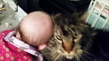 Maine Coon Videos - Sweet Maine Coon cuddling with a baby