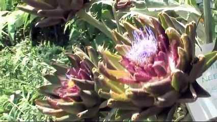 Galavanting in Taos, New Mexico - a travel guide