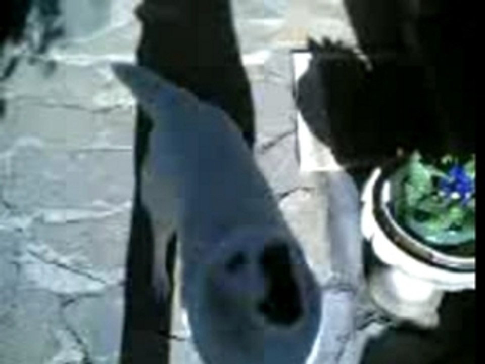 Laika how