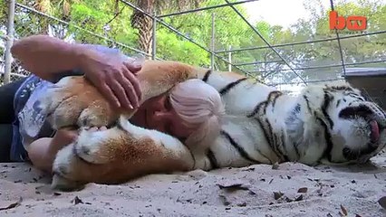 Beautiful girl playing with tiger