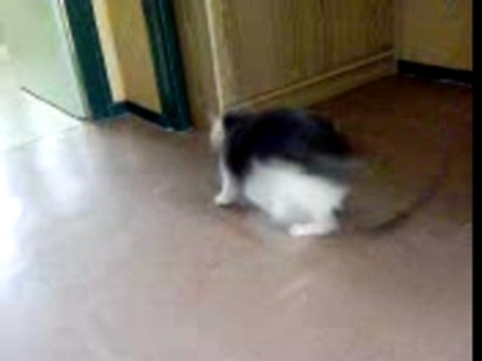 chat vs laser