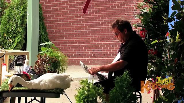 Gross Lama Tongue Licks Head - Just Kidding