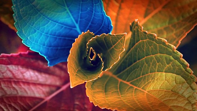 Image Editor | Color Effect Photo Editor|Best Photo Editor: Photo Editor Pro