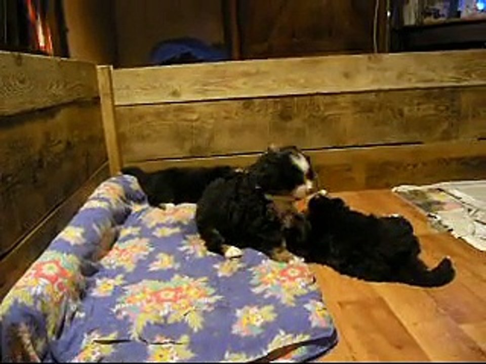 5 fév Lily Rose, femelles mauve et verte, mâle rouge