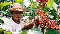 Guaraná. Dieta, propiedades. Beneficios. Quema grasas natural