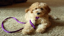 Dog Agility Training for Your Puppy