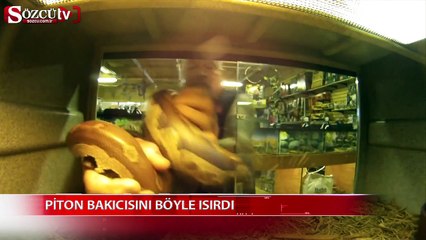 Piton bakıcısını böyle ısırdı