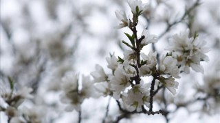 DARWICH, Mahmoud - Pour décrire les fleurs d’amandier.