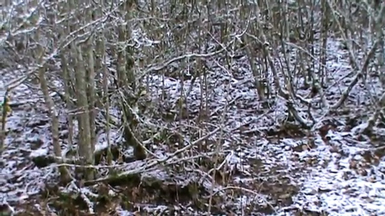 ghandi et urkane n°4 chasse aux sangliers avec jagd terrier