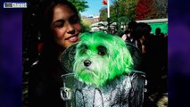 FUNNIEST PET HALLOWEEN COSTUMES