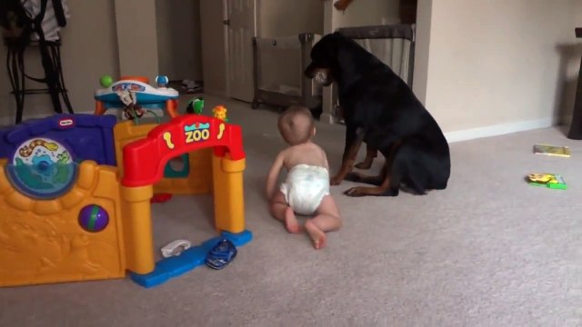 Un Rottweiler et un bébé qui joue avec une bouteille de plastique