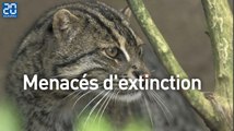 Les chats menacés d'extinction