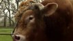 Trouverlebontaureau.com, site de rencontres pour vaches - ZAPPING ACTU HEBDO DU 07/02/2015