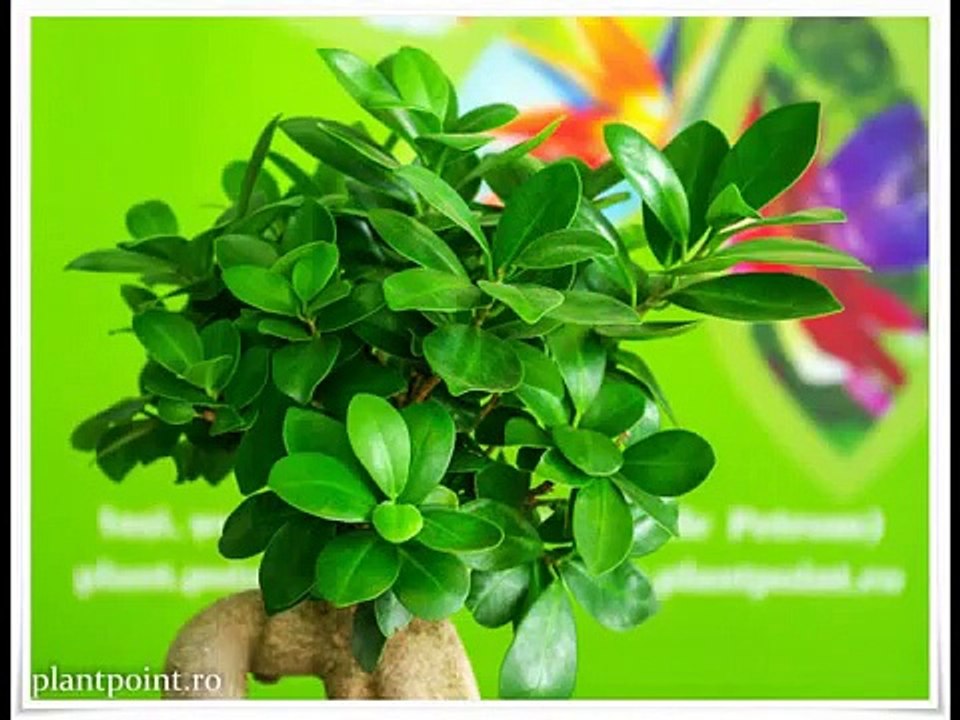 Plant Point din Iasi
