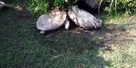 Sauvetage de tortue en détresse