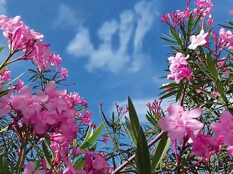 Sedat Uçan Cemal Kuru Allahu Allah Düet İlahi