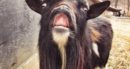 Grumpy Billy Goat Takes on a Tree