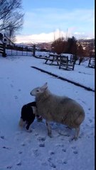 Ce mouton se prend pour un chien