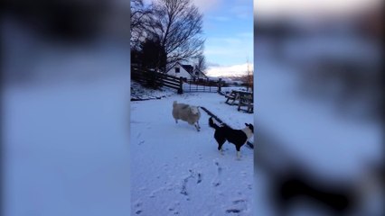 « Pet », le mouton qui se prend pour un chien